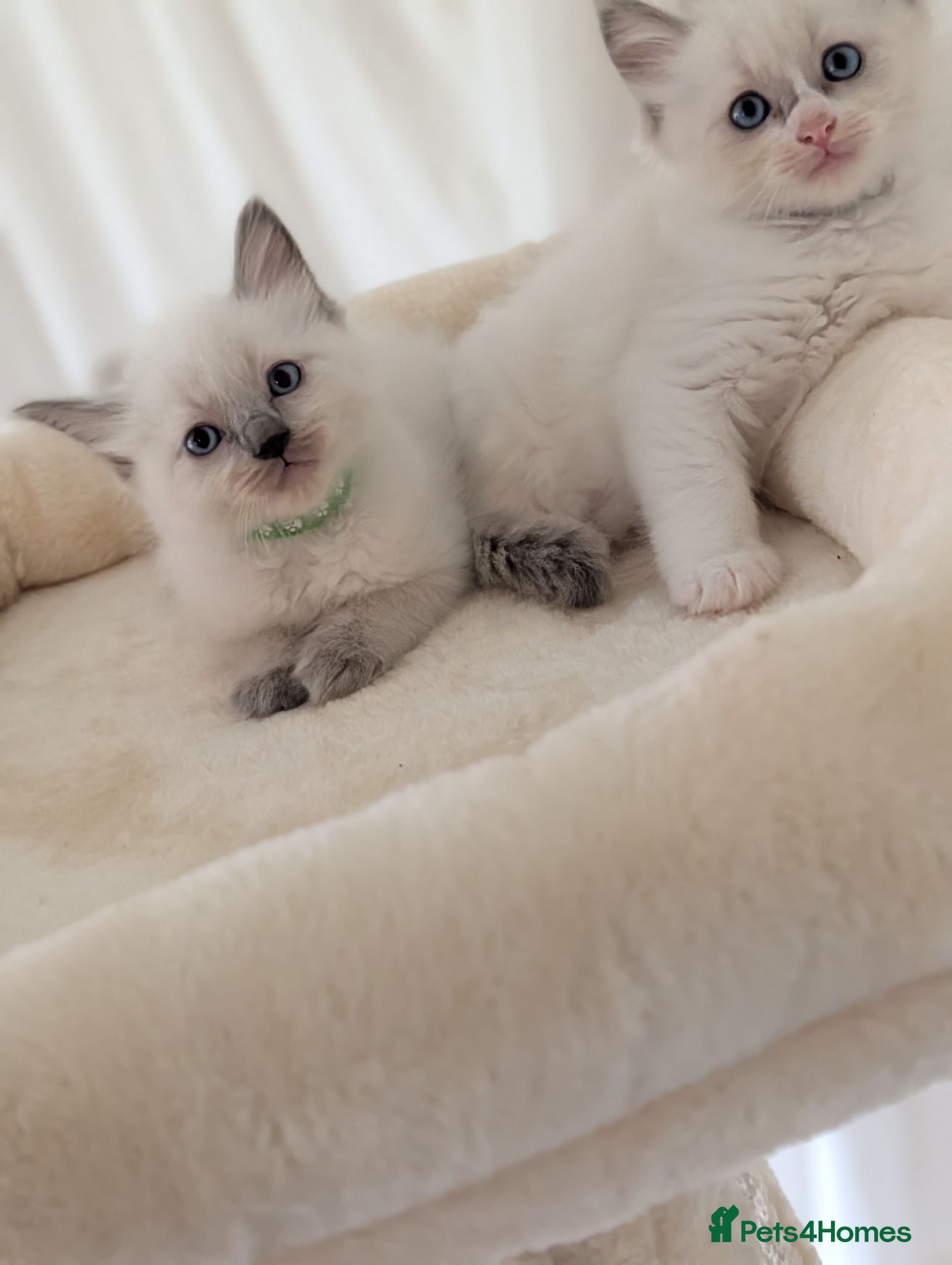 Ragdoll cats 2 boys still avilable green and Grey  - Advert 6