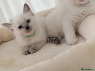 Ragdoll cats 2 boys still avilable green and Grey - Advert 6
