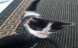 Mixed Breed cats for sale: Ready now! Beautiful kittens - Image 2