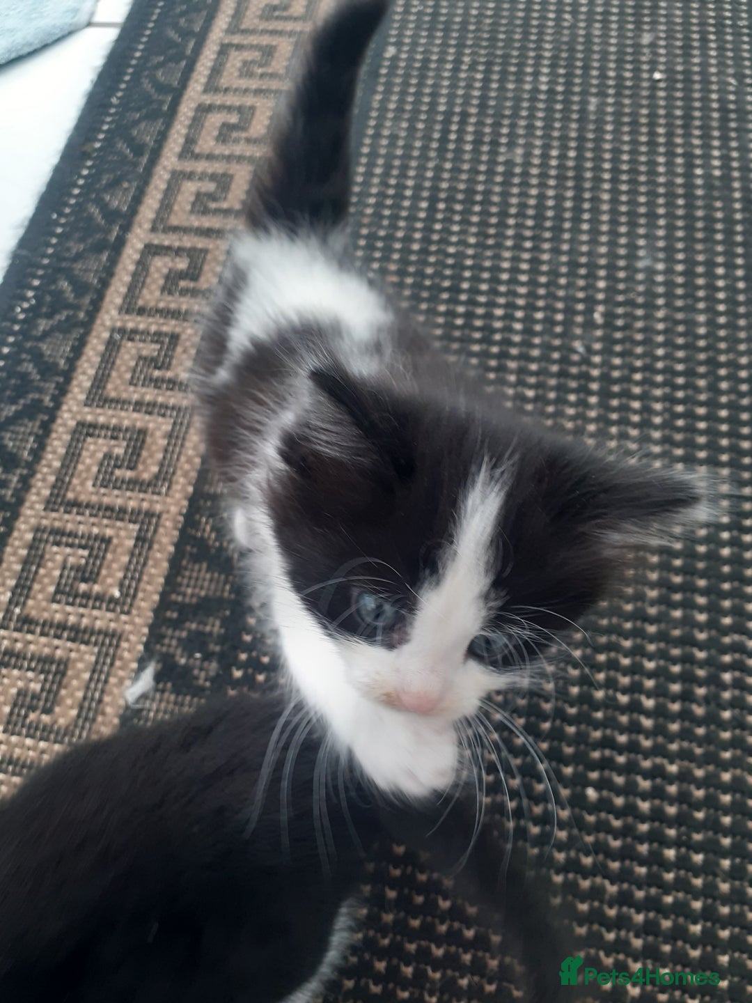 Mixed Breed cats for sale: Ready now! Beautiful kittens - Image 2