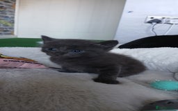 British Shorthair cats for sale: 3 beautiful kittens - Image 2