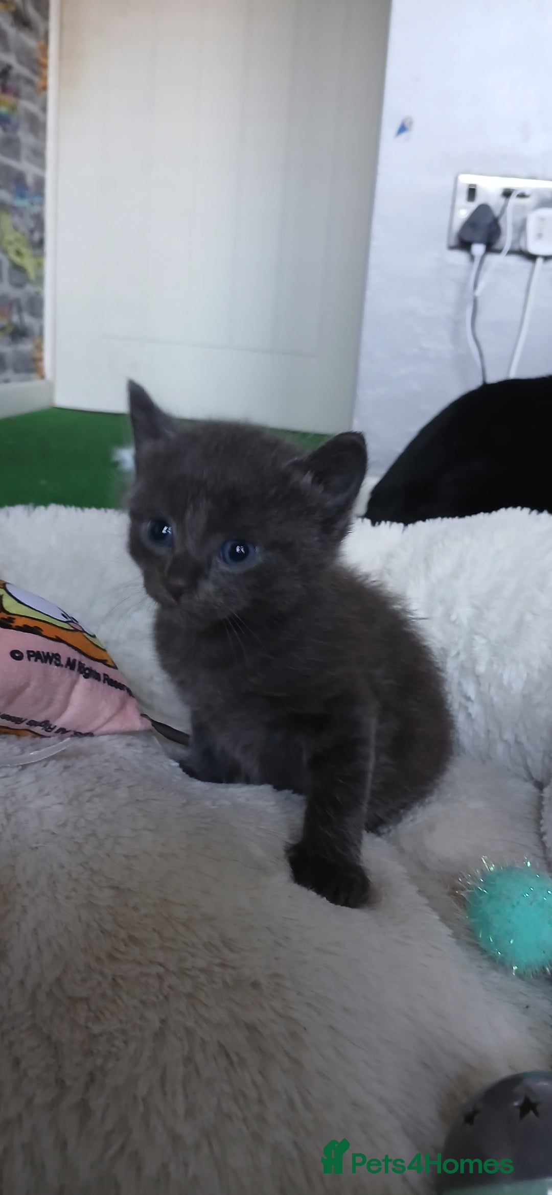 British Shorthair cats for sale: 3 beautiful kittens - Image 2