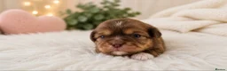 Shih Tzu dogs for sale: Chocolate Shih Tzu Puppies Ready June - Advert 3