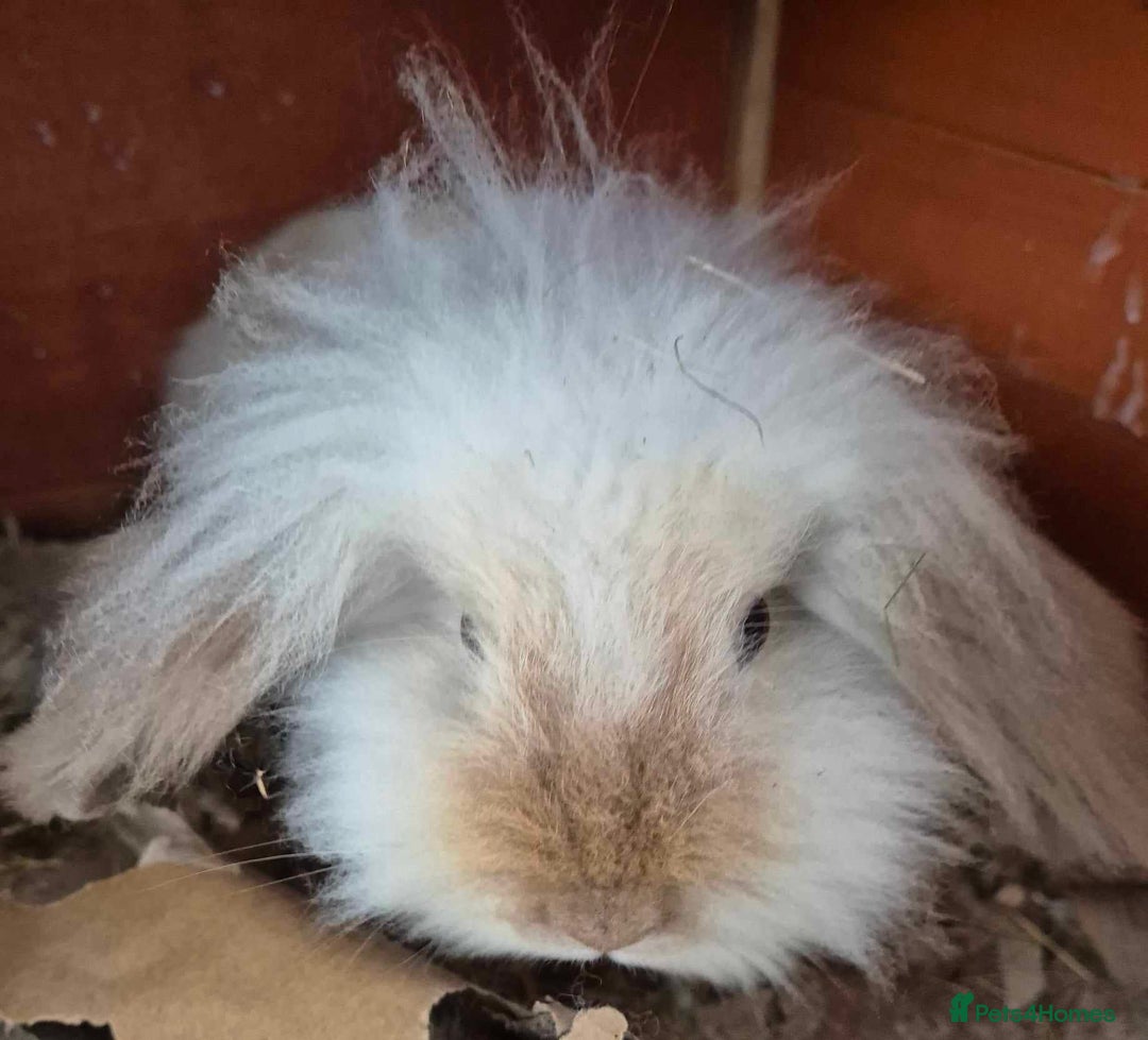 Mini Lion Lop rabbits for sale: Stunning Double Maned, Mini Lionlop Babies - Advert 7