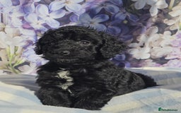 Cockapoo dogs for sale: sable & phantom & tri colour cockapoo puppies  - Image 20