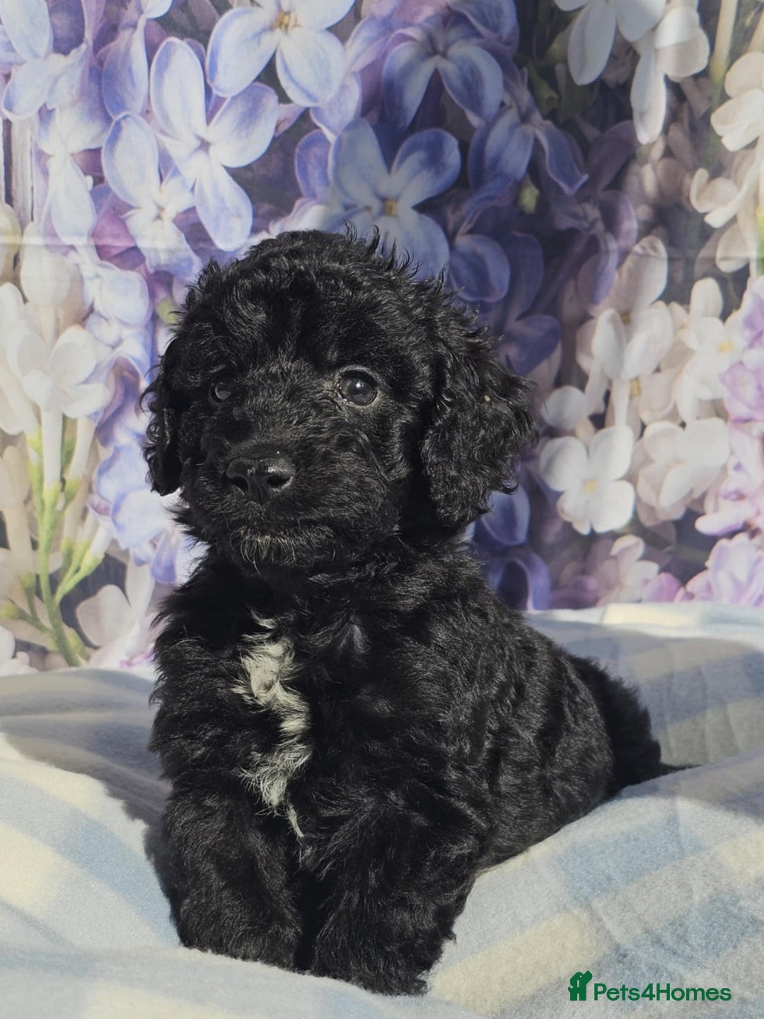 Cockapoo dogs for sale: sable & phantom & tri colour cockapoo puppies  - Image 20
