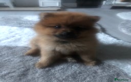 Pomeranian dogs for sale: Pomeranian 2girl2 boys  - Image 11