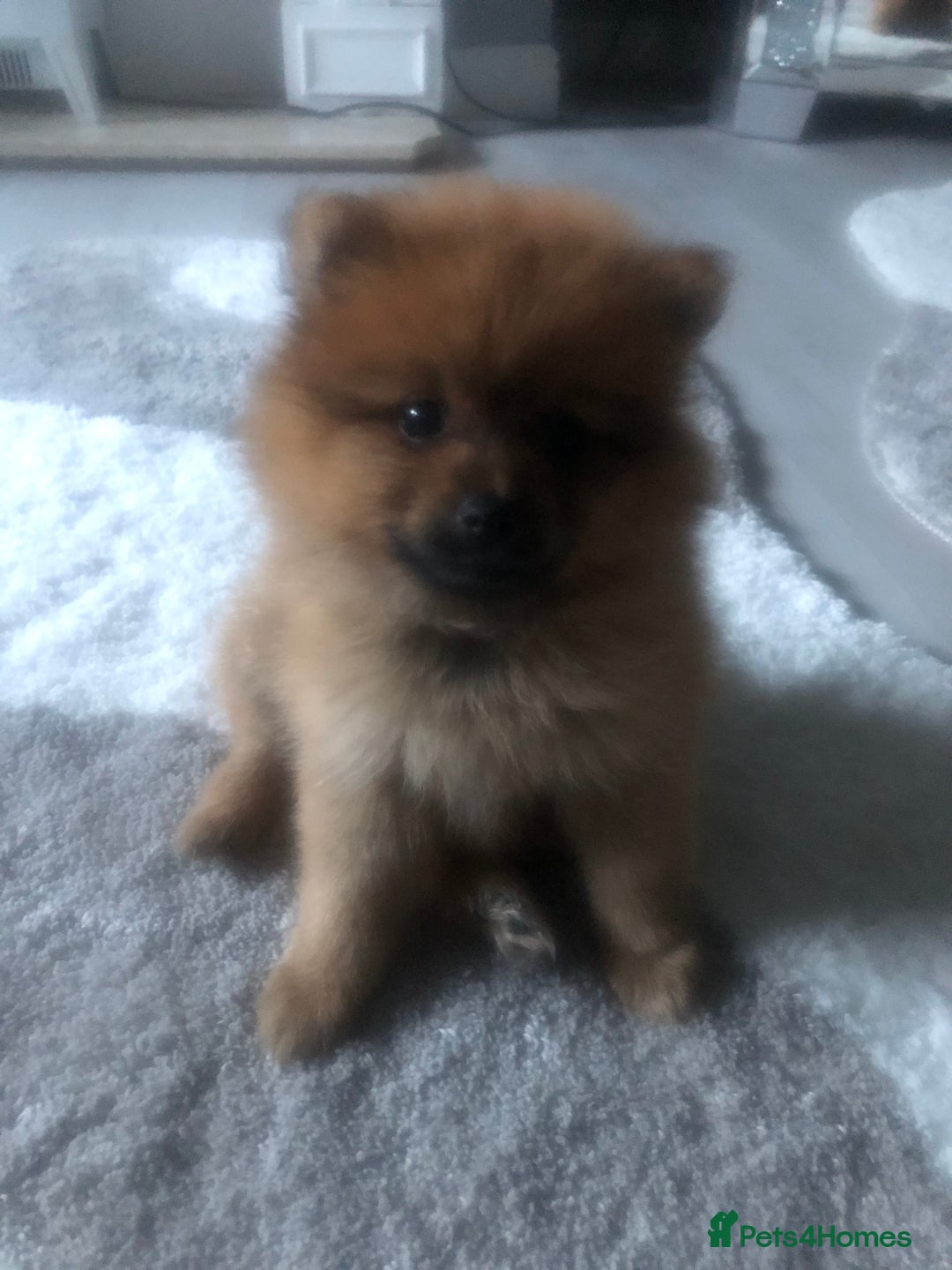 Pomeranian dogs for sale: Pomeranian 2girl2 boys  - Image 11