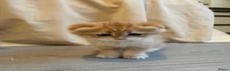 British Shorthair cats for sale: British Shorthair+ Scottish Fold - Advert 12