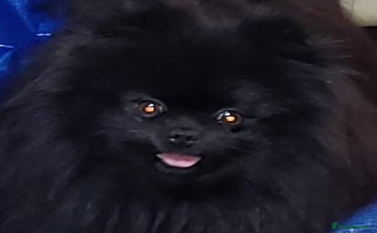 Pomeranian dogs - Advert 5