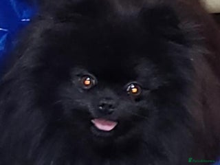 Pomeranian dogs Beautiful black teddy face KC pom stud - Advert 13