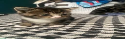 British Shorthair cats for sale: 2 female kittens  - Advert 7