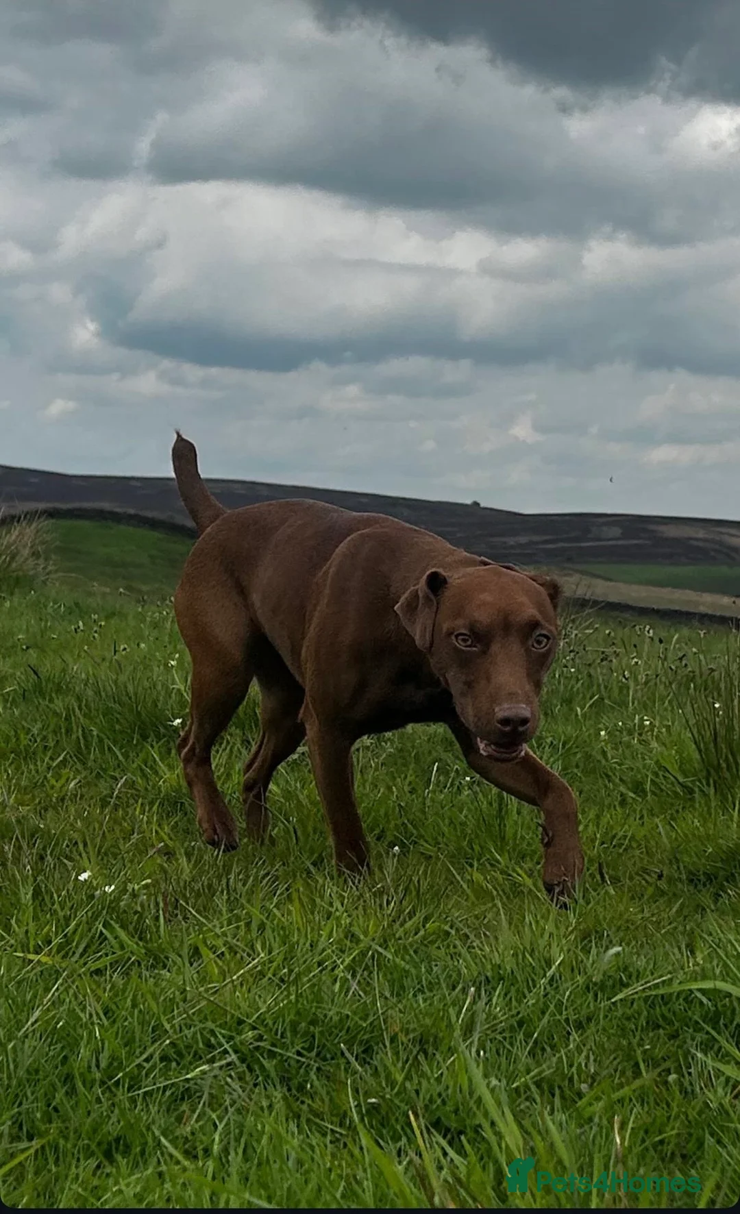 Mixed Breed dogs for sale: Patterdale Lakeland puppies - Advert 2