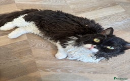 Munchkin cats for stud: Lambkin for stud  - Image 3