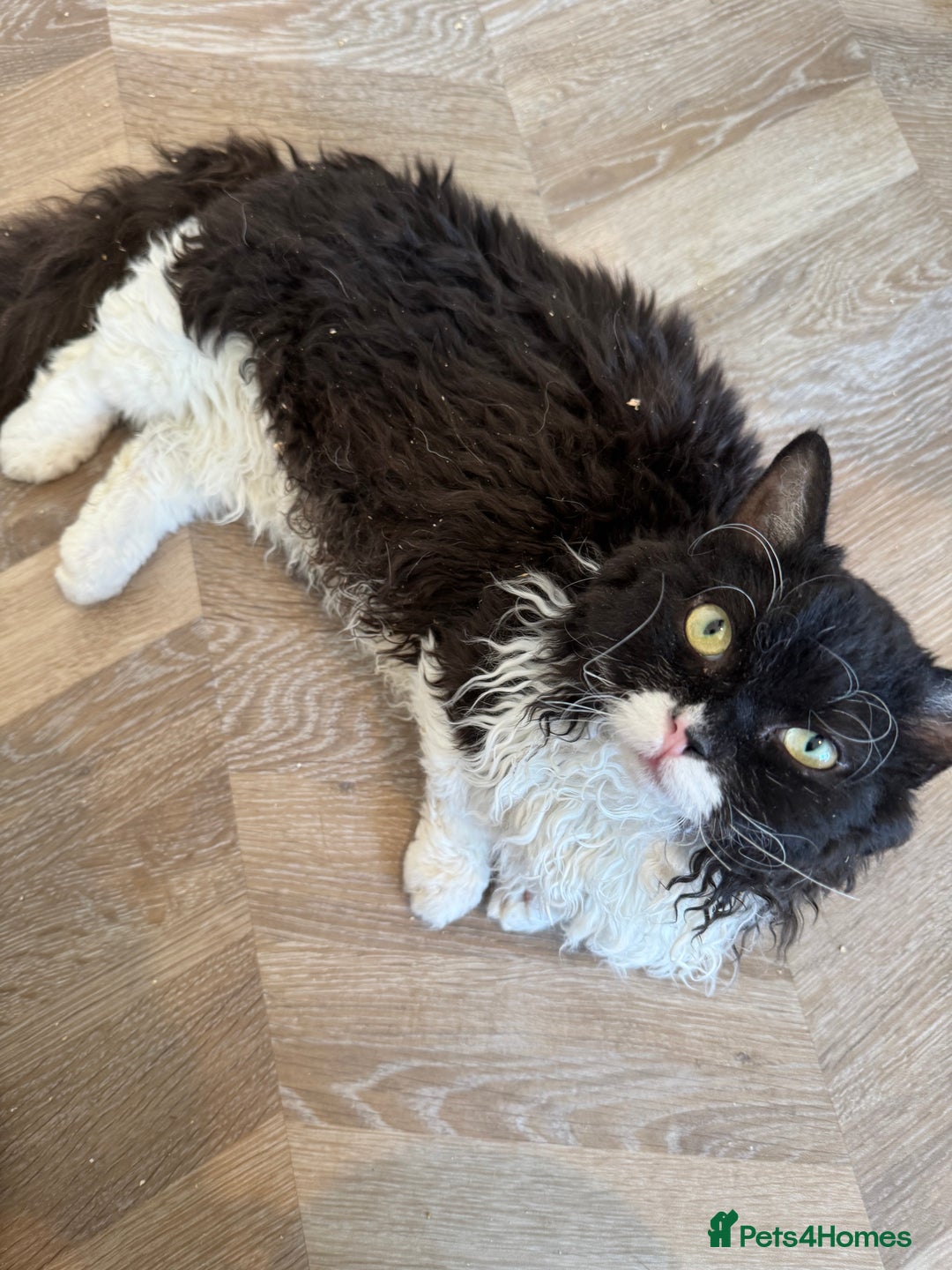 Munchkin cats for stud: Lambkin for stud  - Image 3