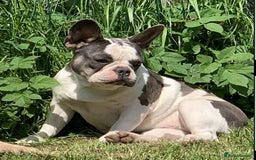 French Bulldog dogs for sale: French Bulldog Girl  - Advert 9