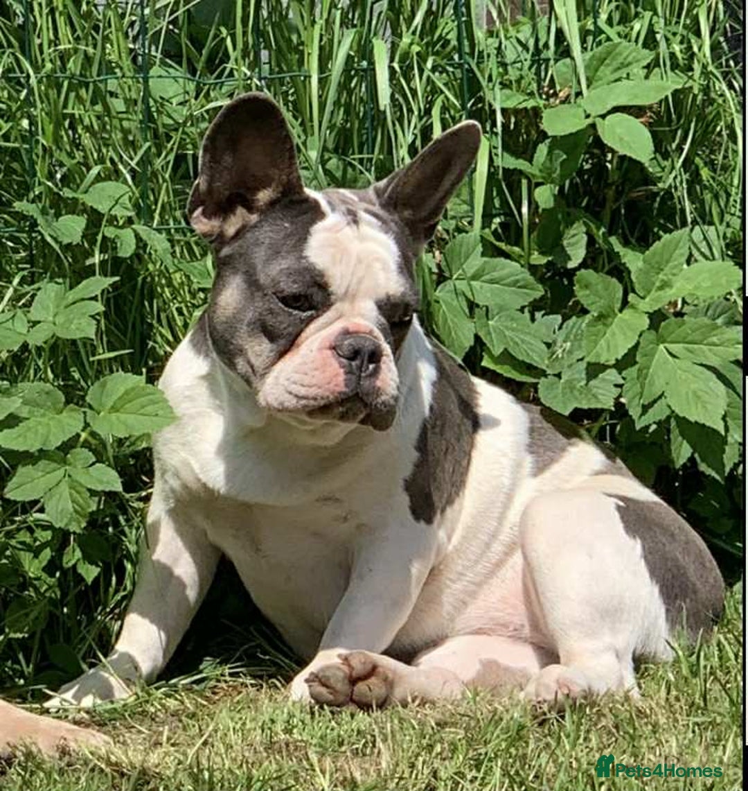 French Bulldog dogs for sale: French Bulldog Girl  - Advert 9