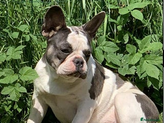 French Bulldog dogs French Bulldog Girl - Advert 9