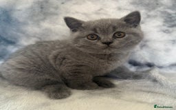 Scottish Fold cats for sale: 🐾 Scottish Fold Kittens – Sweet, Rare & Ready Now - Image 27