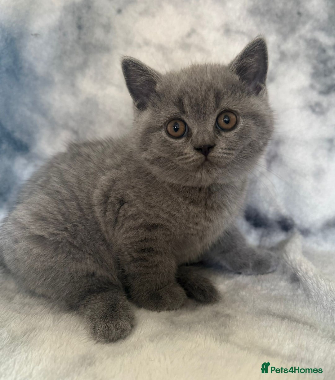 Scottish Fold cats for sale: 🐾 Scottish Fold Kittens – Sweet, Rare & Ready Now - Image 27