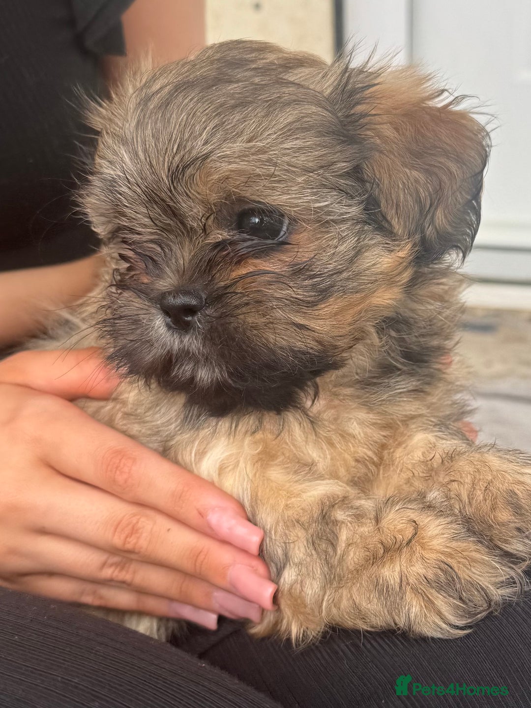 Shih Tzu dogs for sale: Shih tzu  - Image 8