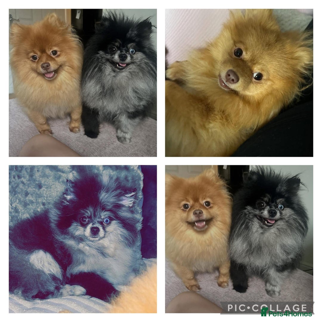 Pomeranian dogs for sale: Pomeranians - Image 5
