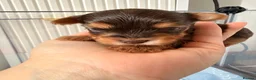 Yorkshire Terrier dogs for sale: Beautiful chocolate Biwer Yorkshire Terrier pupp  - Advert 3