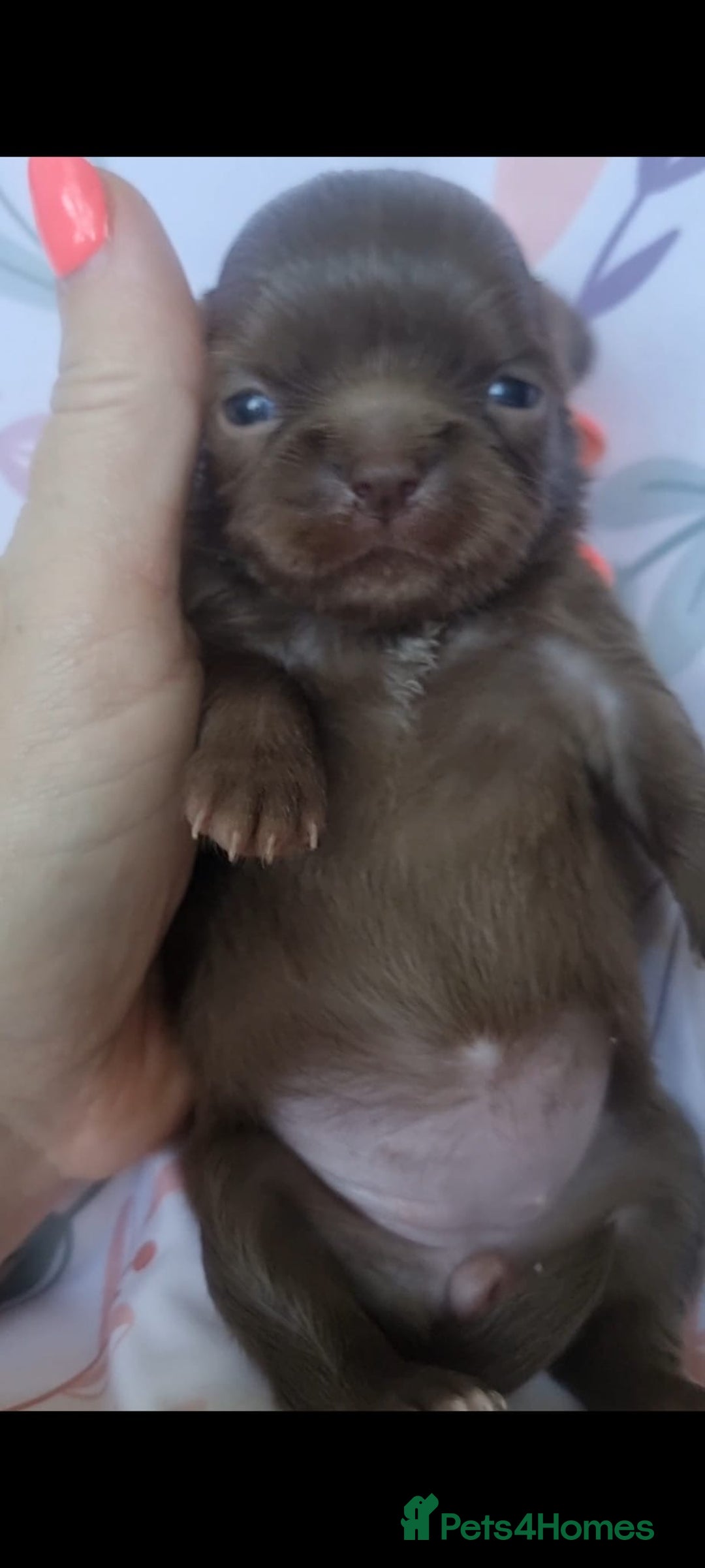 Chihuahua dogs for sale: Beautiful chocolate long coat chihuahuas - Image 11
