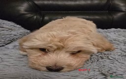 Maltipoo dogs for sale: MALTIPOO PUPPIES FOR SALE - Image 27
