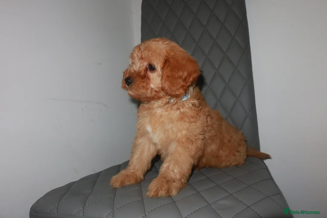 Cavapoo dogs for sale: 1 male Cavapoo puppy  - Advert 7
