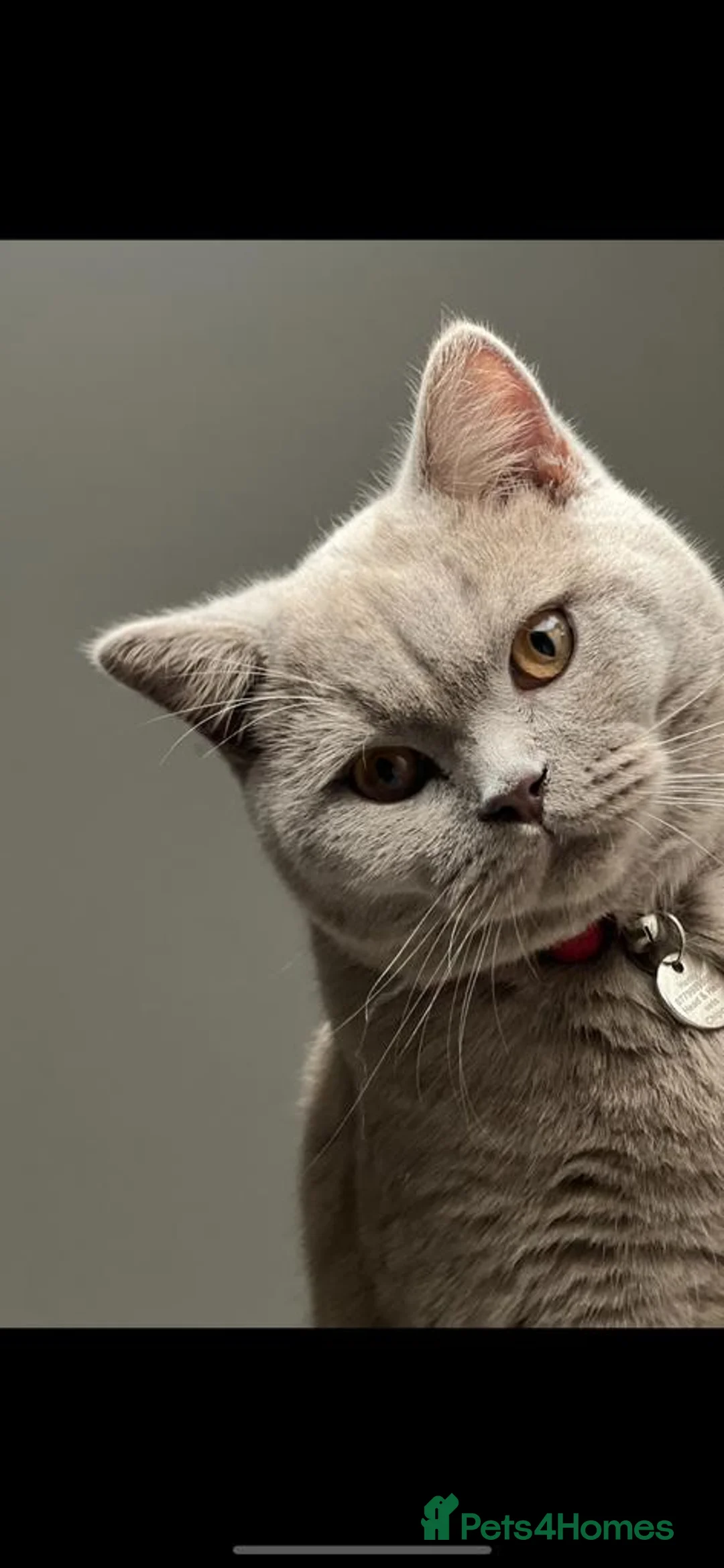 British Shorthair cats for stud: Stud only, Stunning Bsh Cream stud  in Cardiff - Advert 6