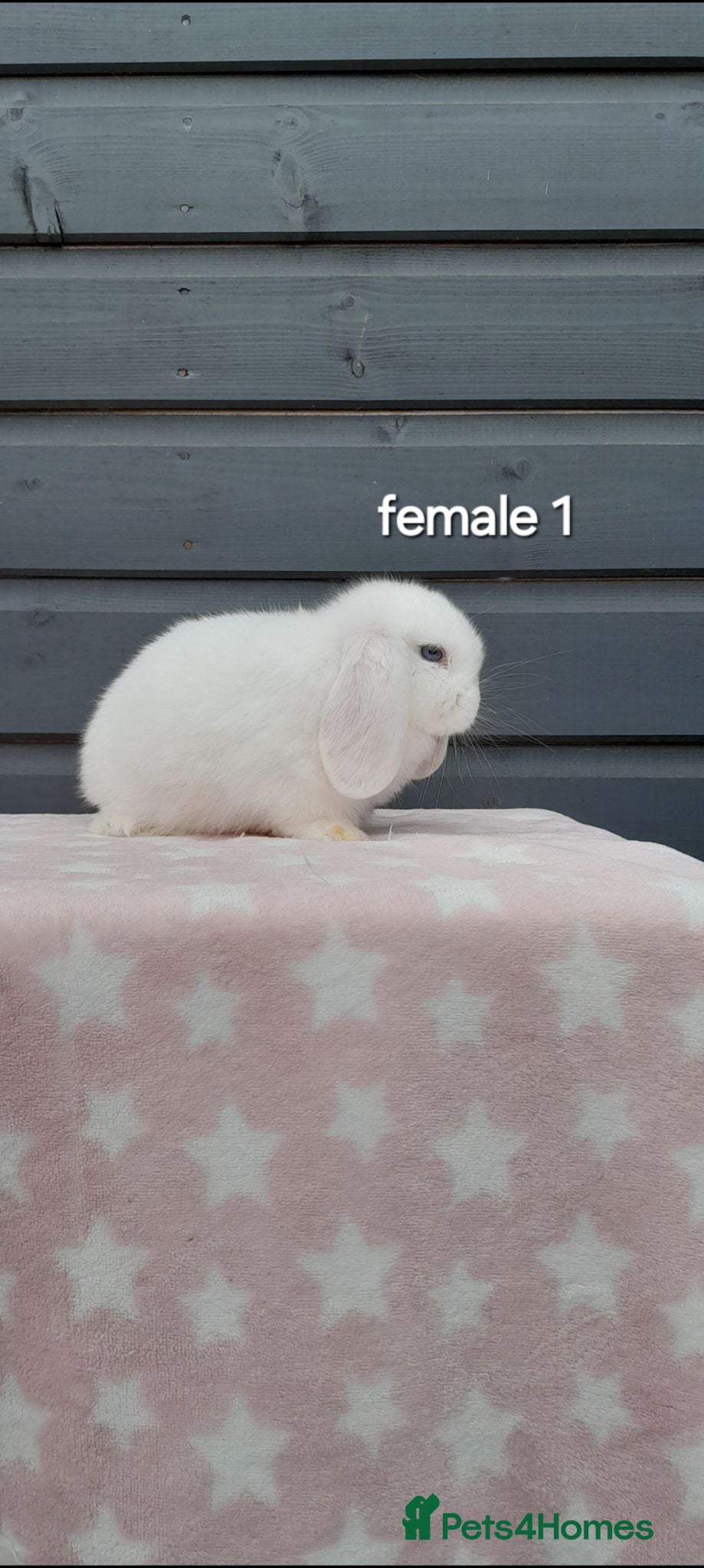 Mini Lop rabbits Purebred mini lop rabbits  - Advert 1