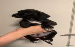 Mixed Breed dogs for sale: Beautiful litter of spaniel Cross  - Image 30