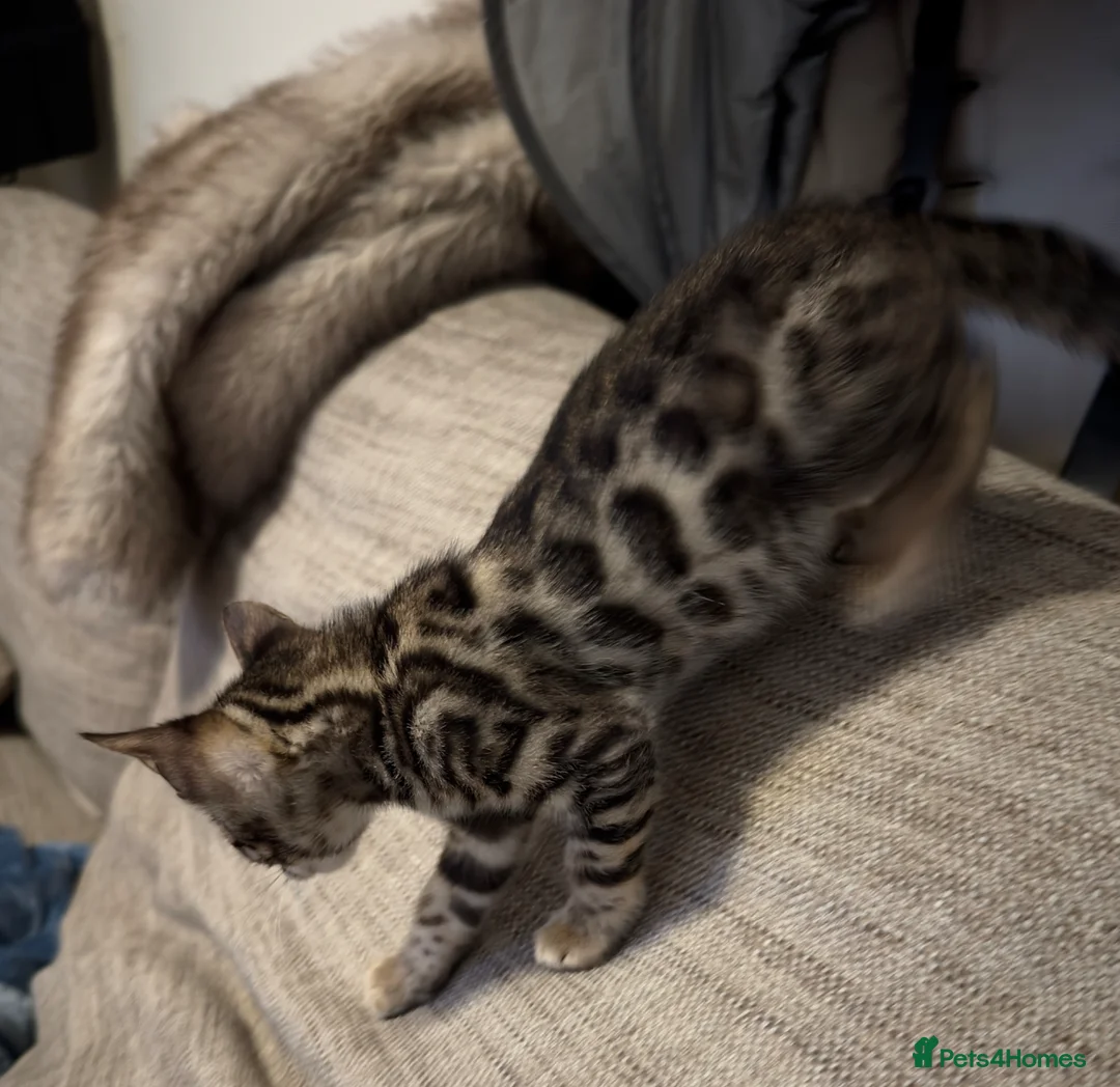 Bengal cats for sale: two Bengal kittens - Advert 7
