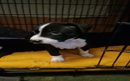 Staffordshire Bull Terrier dogs for sale: From Our Family to Yours - Image 4