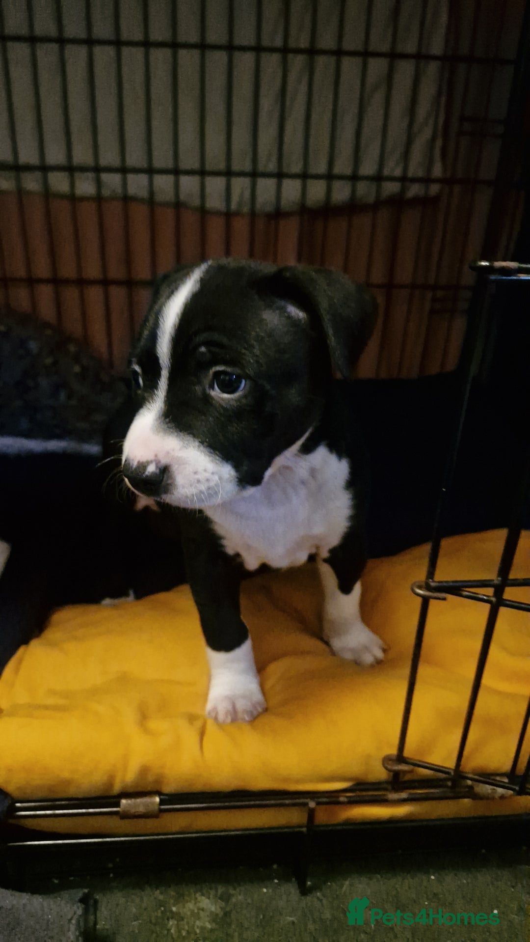 Staffordshire Bull Terrier dogs for sale: From Our Family to Yours - Image 4