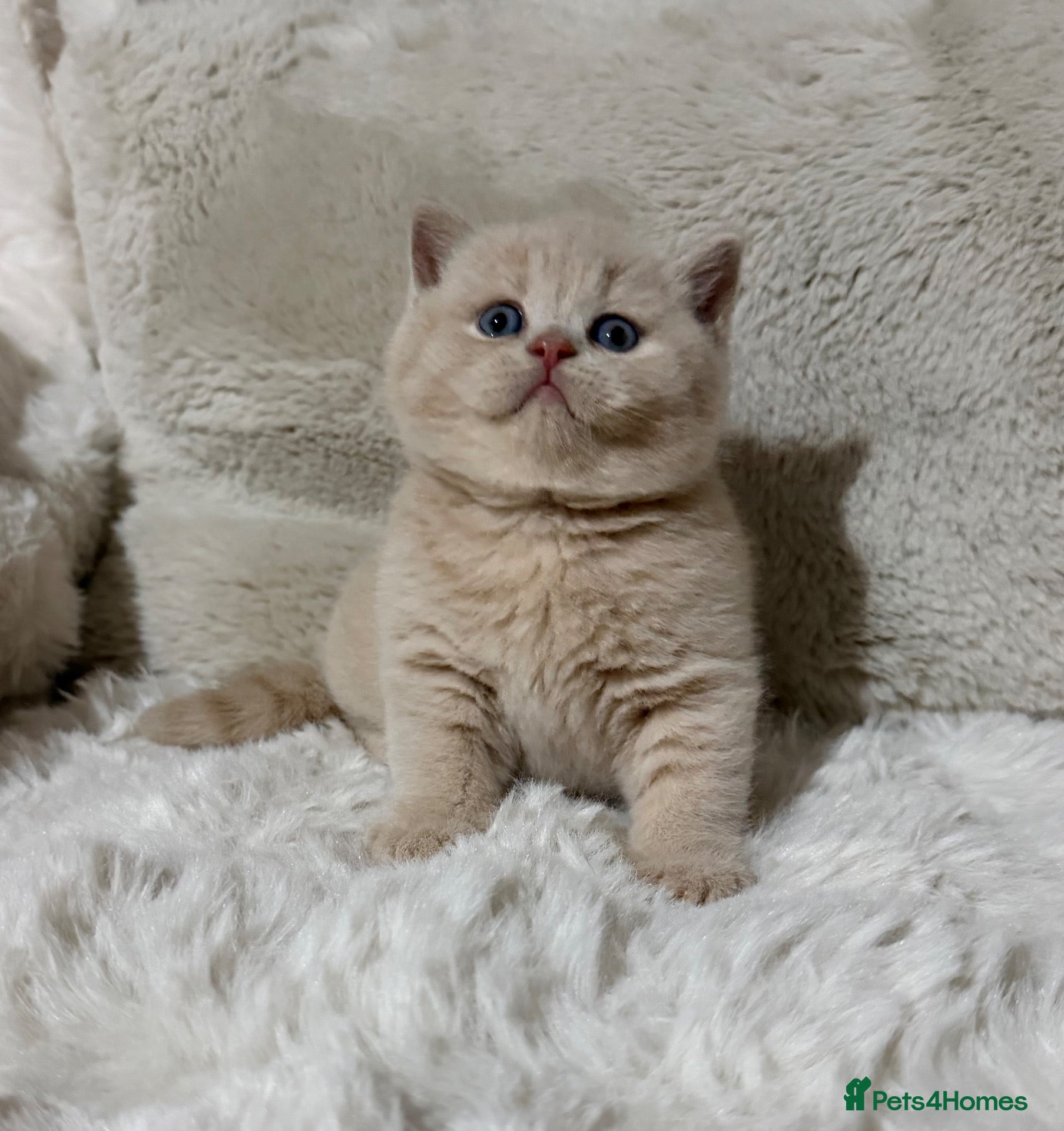 British Shorthair cats Champion GCCF british shorthair kittens  - Advert 1
