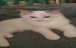Ragdoll cats for sale: GCCF LILAC BI-COLOUR BOY - Image 1