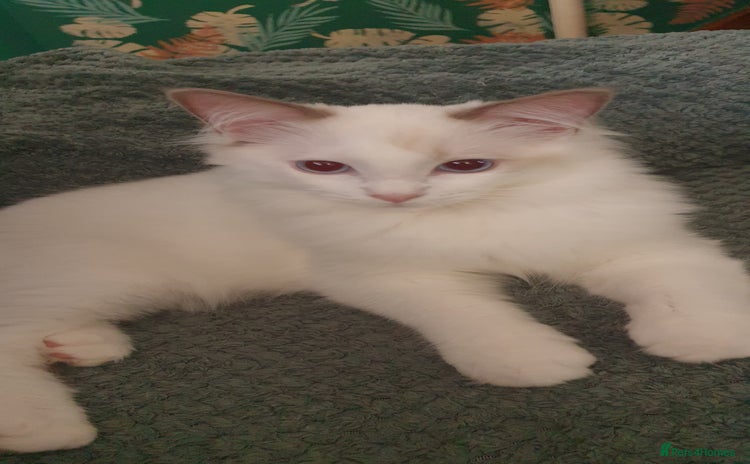Ragdoll cats - Advert 9