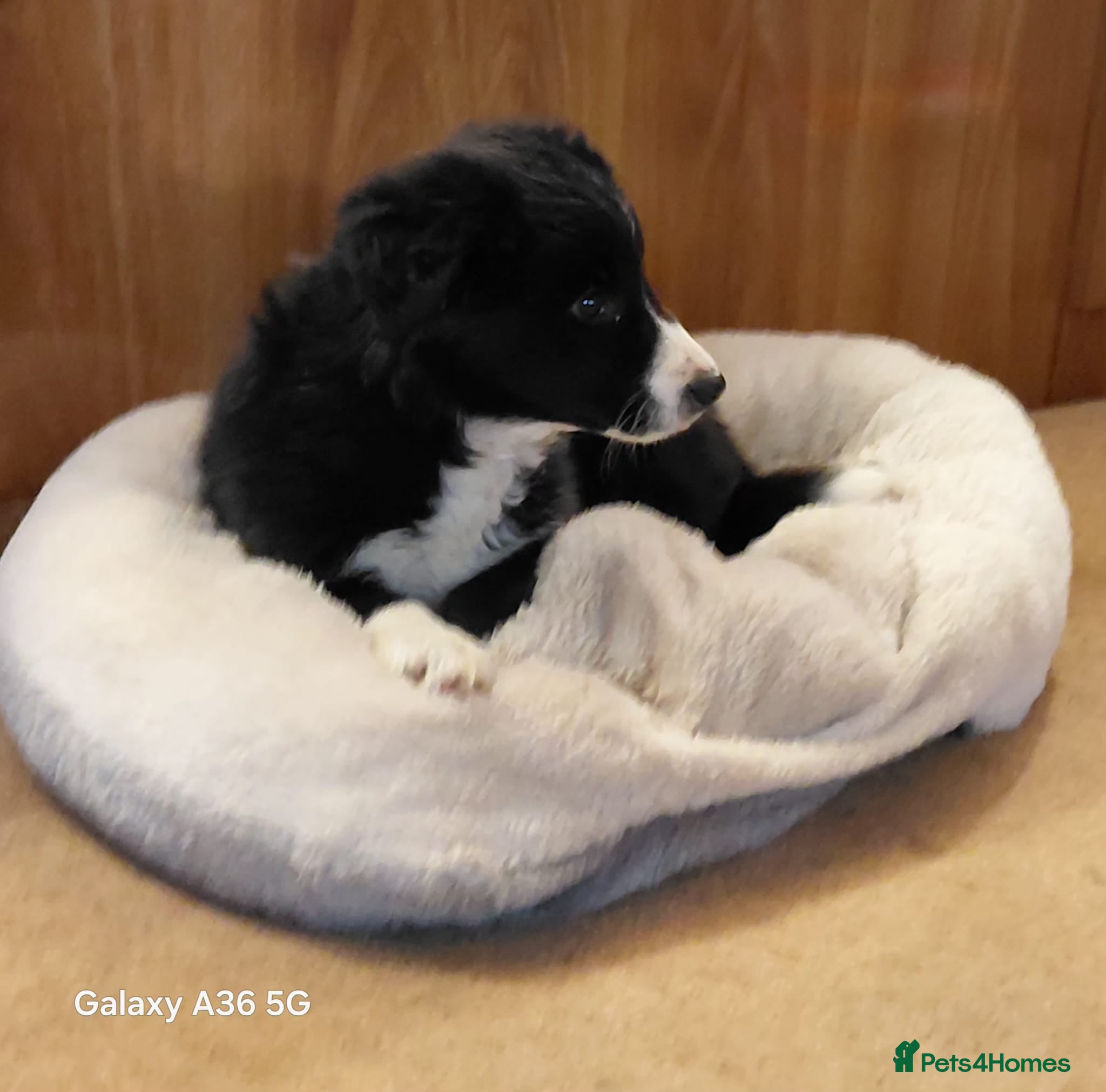 Border Collie dogs 💜Lavender 💜 beautiful collie pup 🐶  - Advert 2