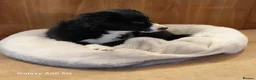 Border Collie dogs for sale: 💜Lavender 💜 beautiful collie pup 🐶  - Advert 2