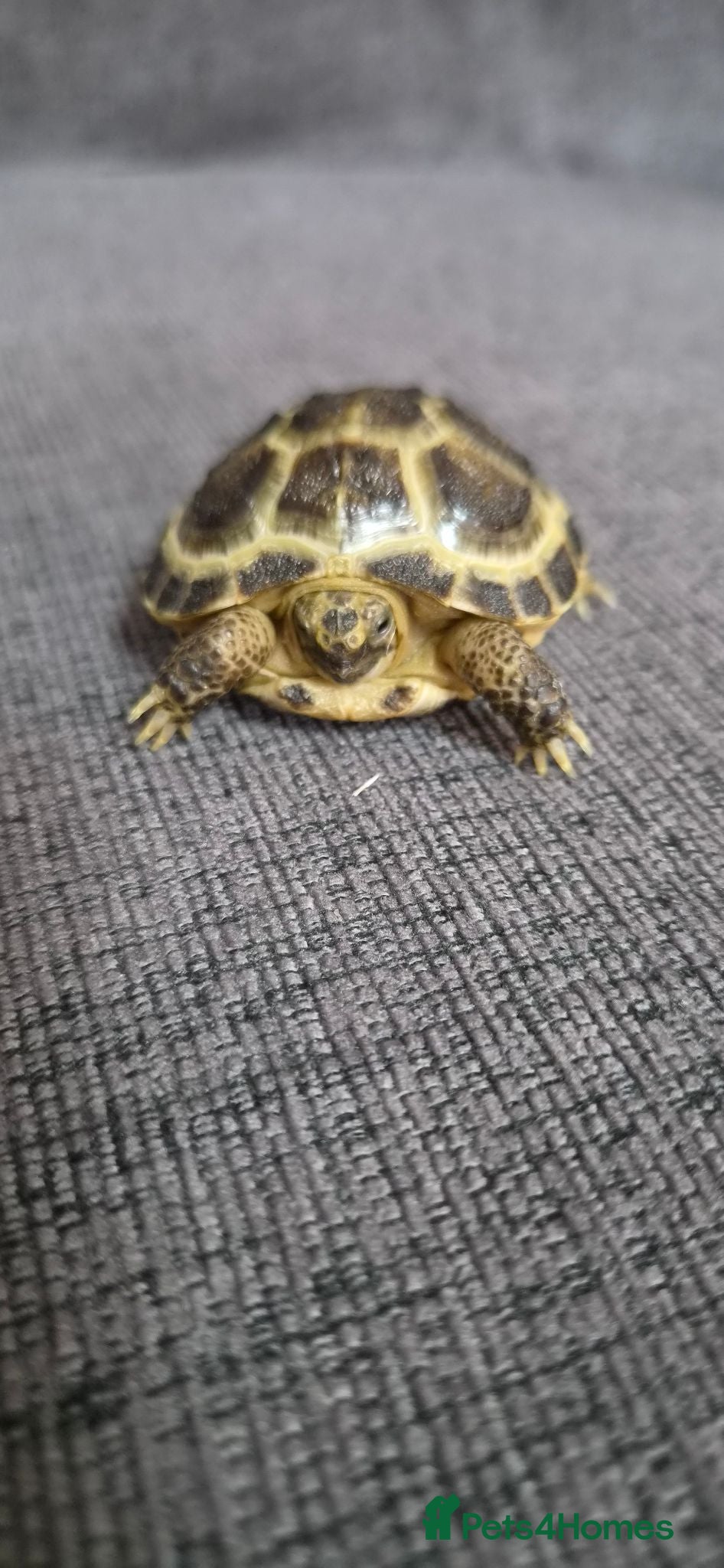 Tortoise reptiles 1 Horsefield Baby Tortoises - Advert 2