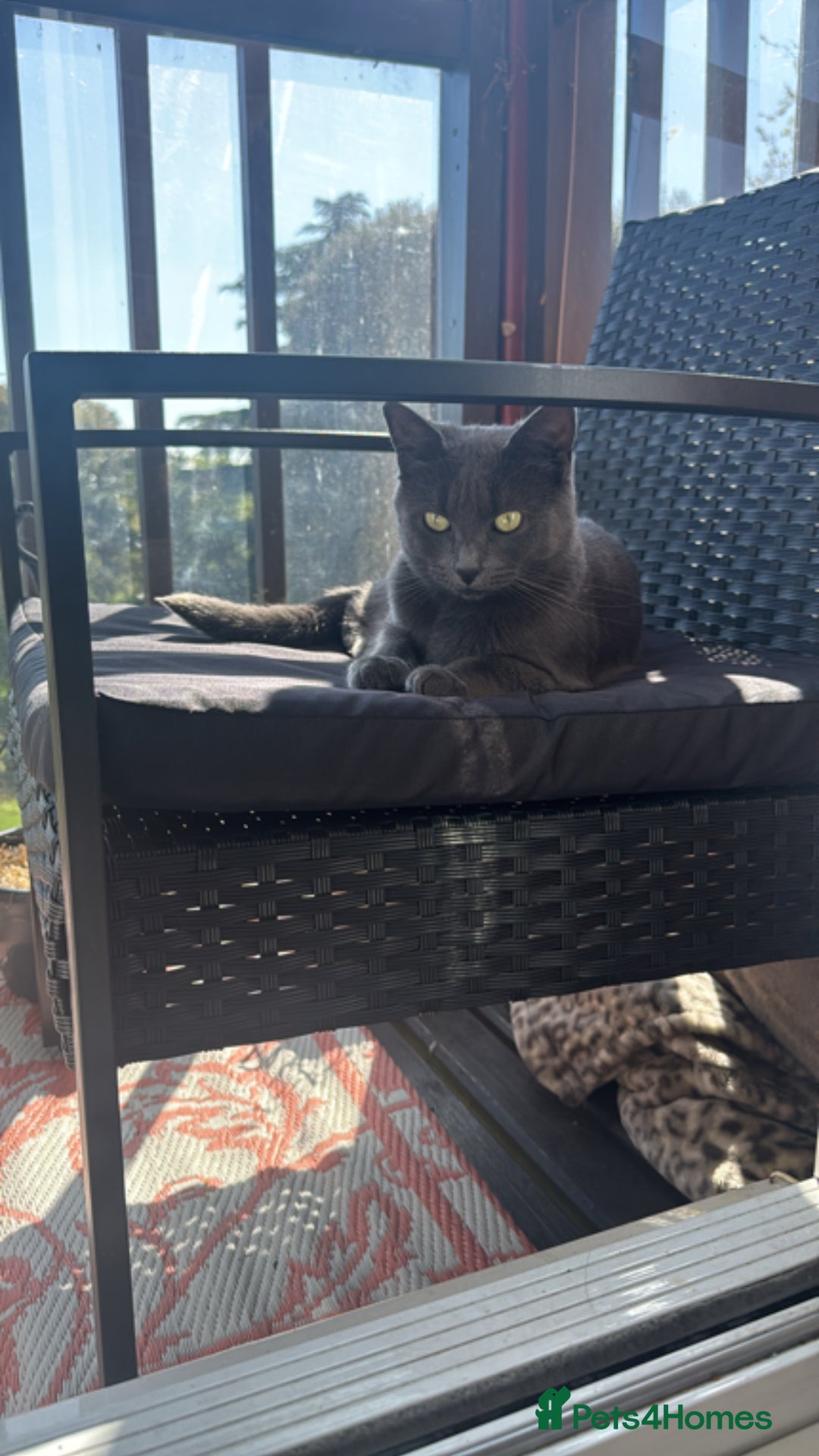 British Shorthair cats for sale: Beautiful grey female cat - Image 1