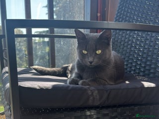 British Shorthair cats for sale - Advert 1