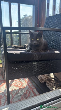 British Shorthair cats - Advert 10