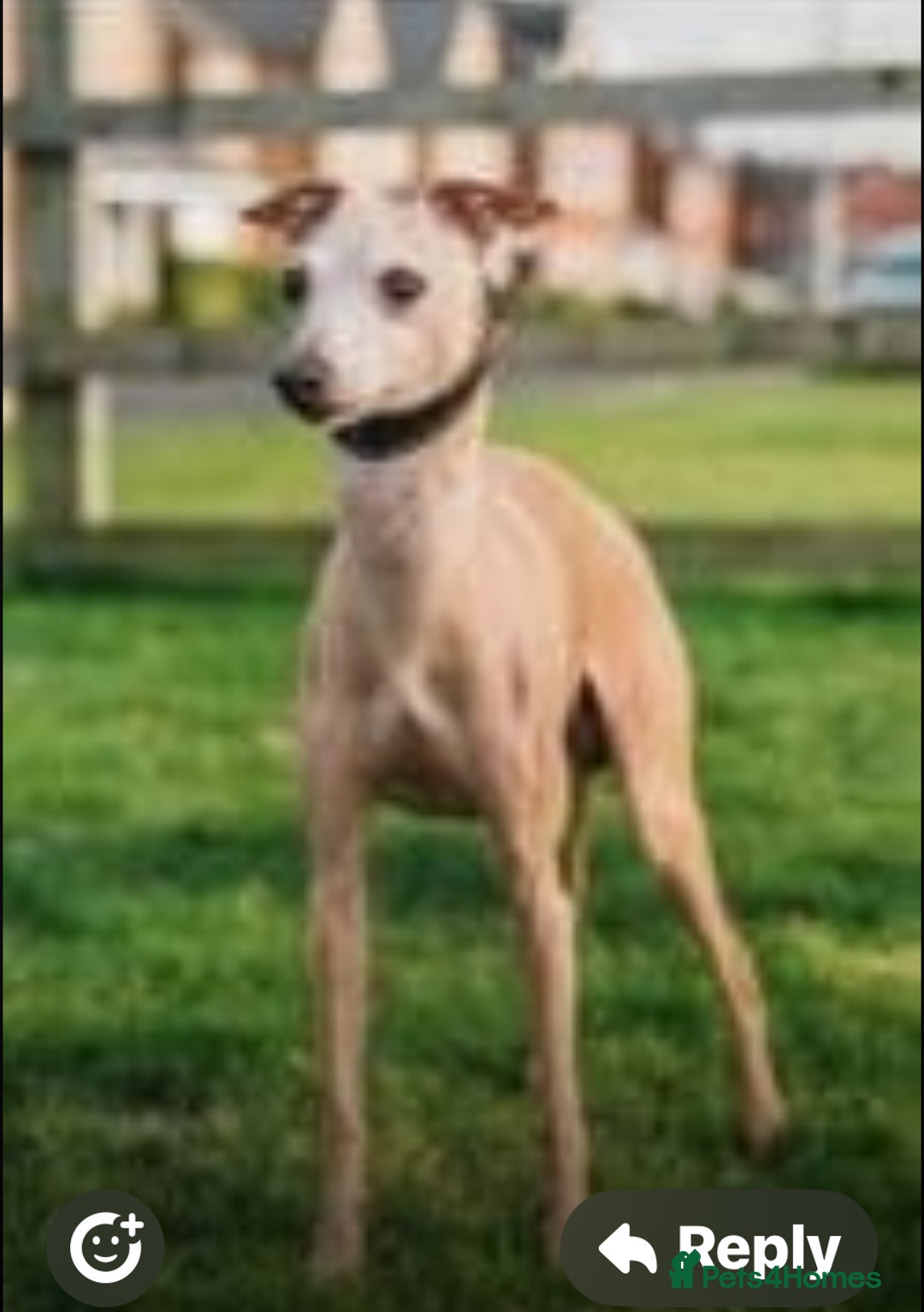 Italian Greyhound dogs for sale: KC Reg Italian Greyhound blue girl - Advert 8