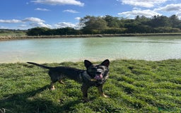 German Shepherd dogs for sale: Karma  - Image 5
