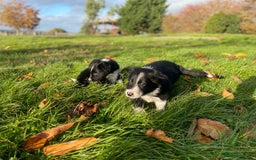 Border Collie dogs for sale: Border Collie puppies - Image 17