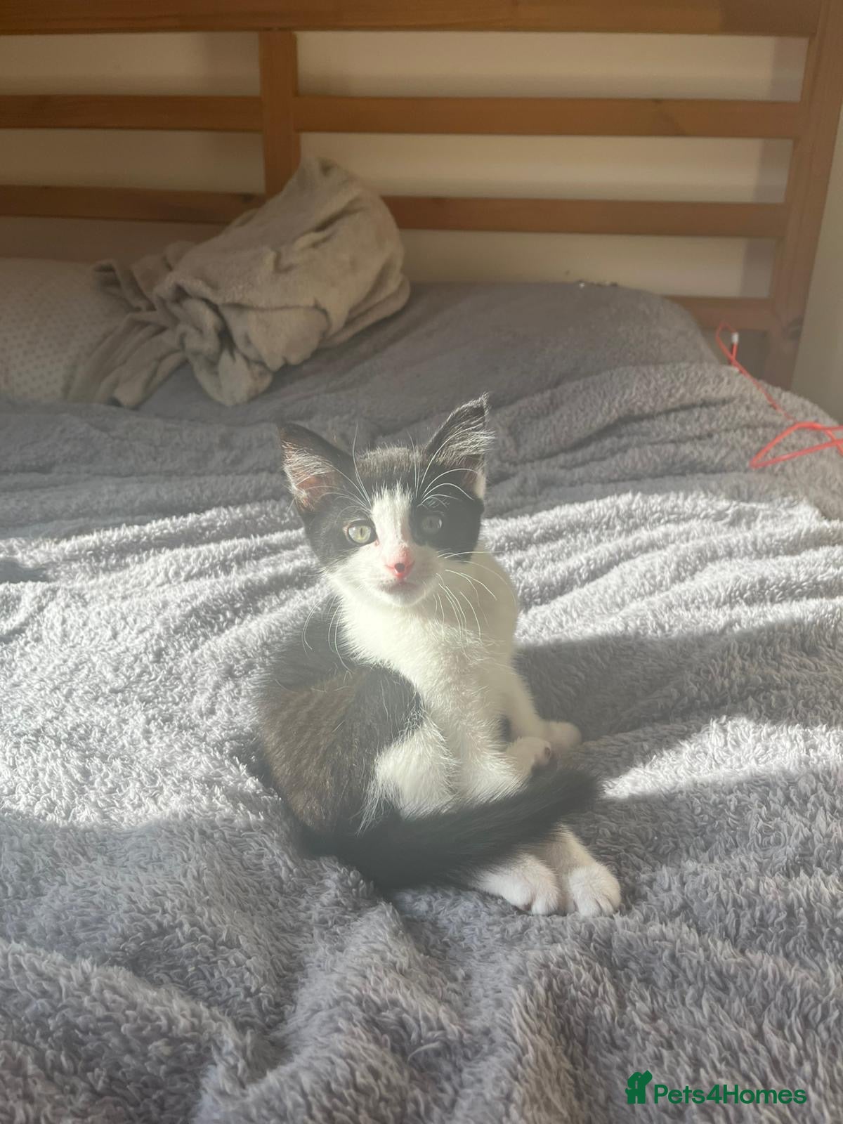 Domestic Shorthair cats for sale: 3 male cats and 1 female  - Advert 4