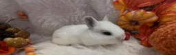 Rex rabbits for sale: Rex x Netherland dwarf  - Advert 29